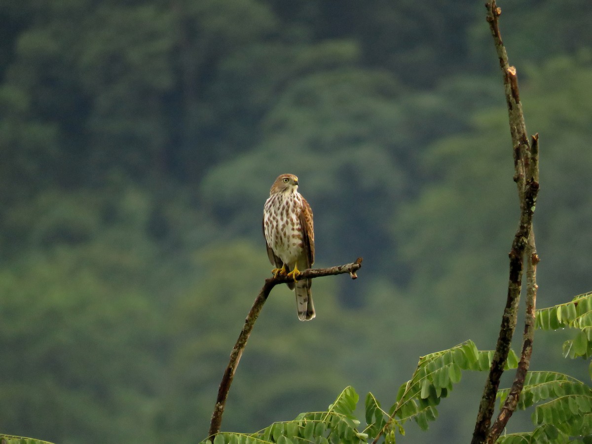 Shikra - ML639859234