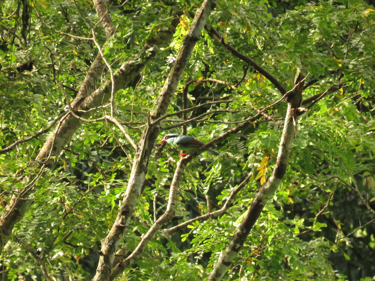 Common Green-Magpie - ML639859253