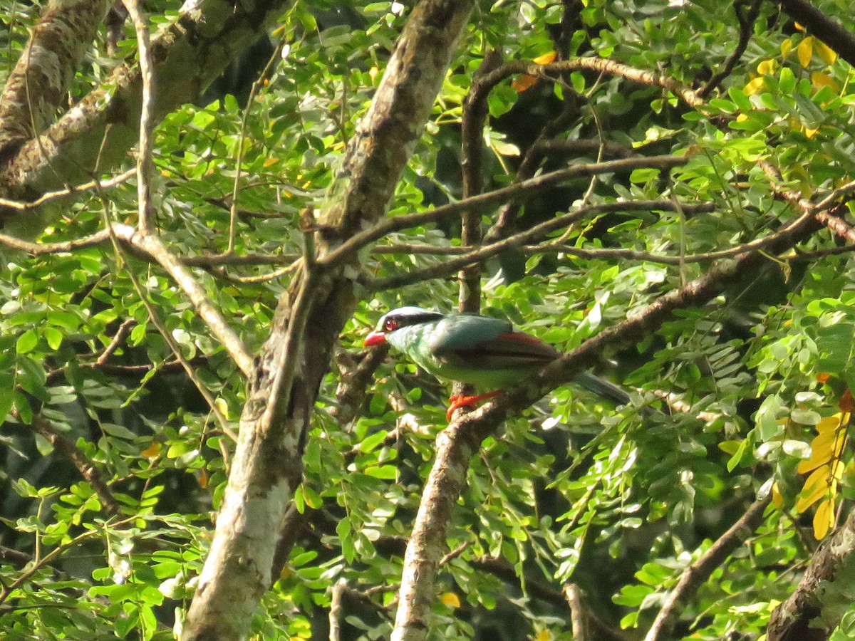 Common Green-Magpie - ML639859255