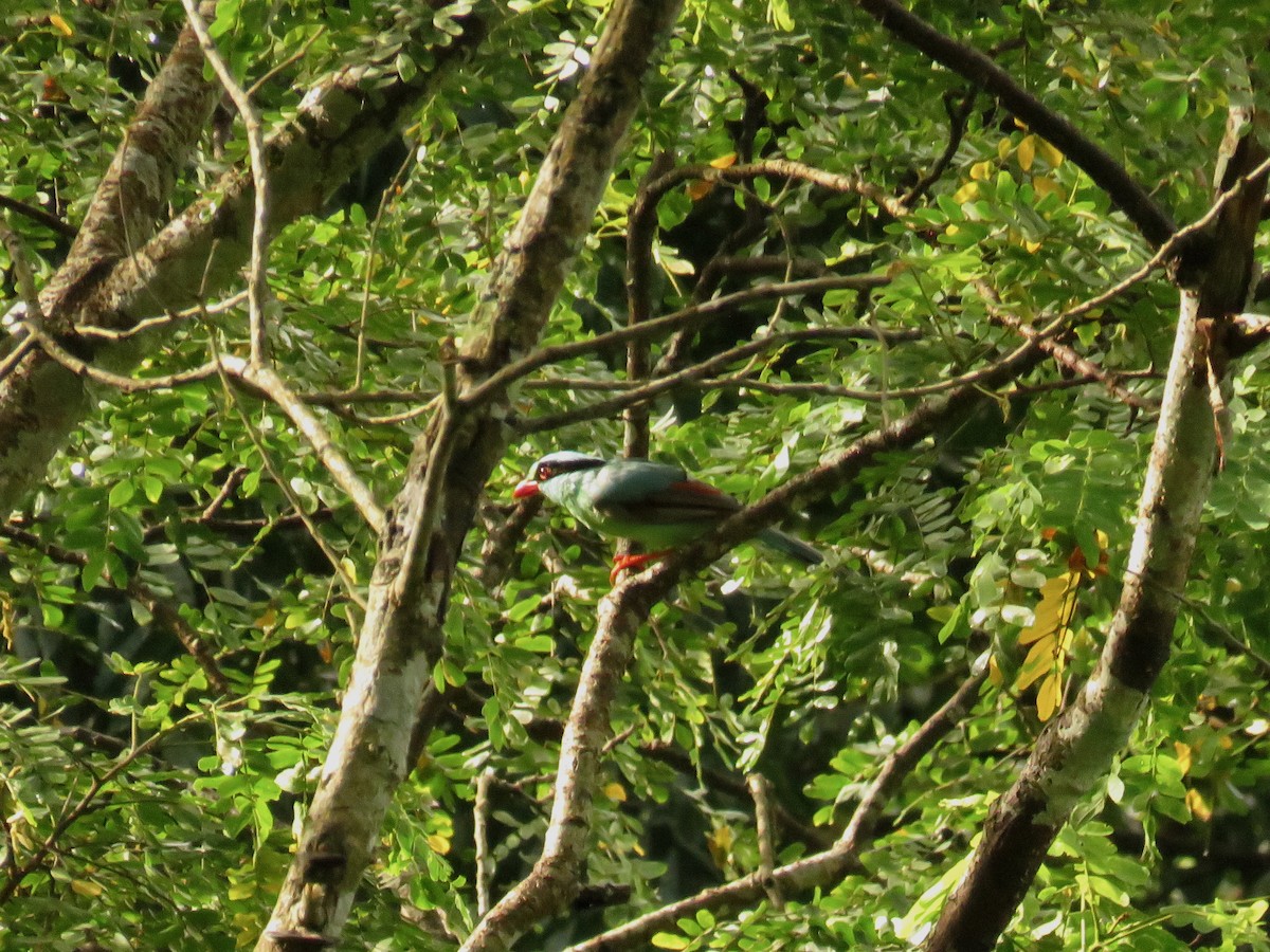 Common Green-Magpie - ML639859256