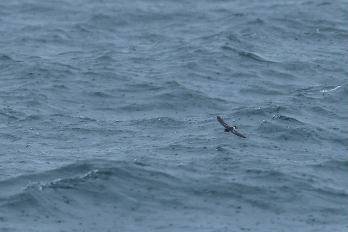 Wilson's Storm-Petrel - ML639859278