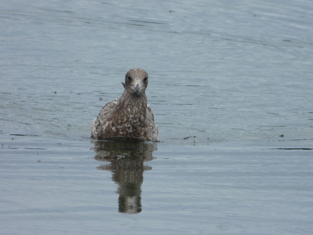 California Gull - ML639859287
