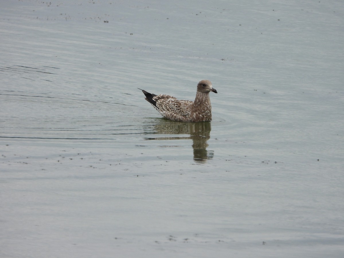California Gull - ML639859292
