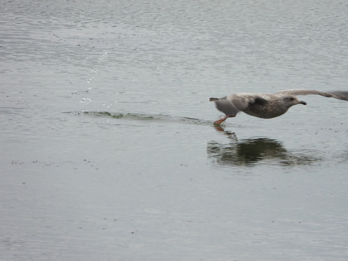 California Gull - ML639859299