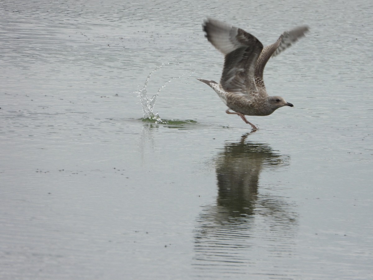 California Gull - ML639859306