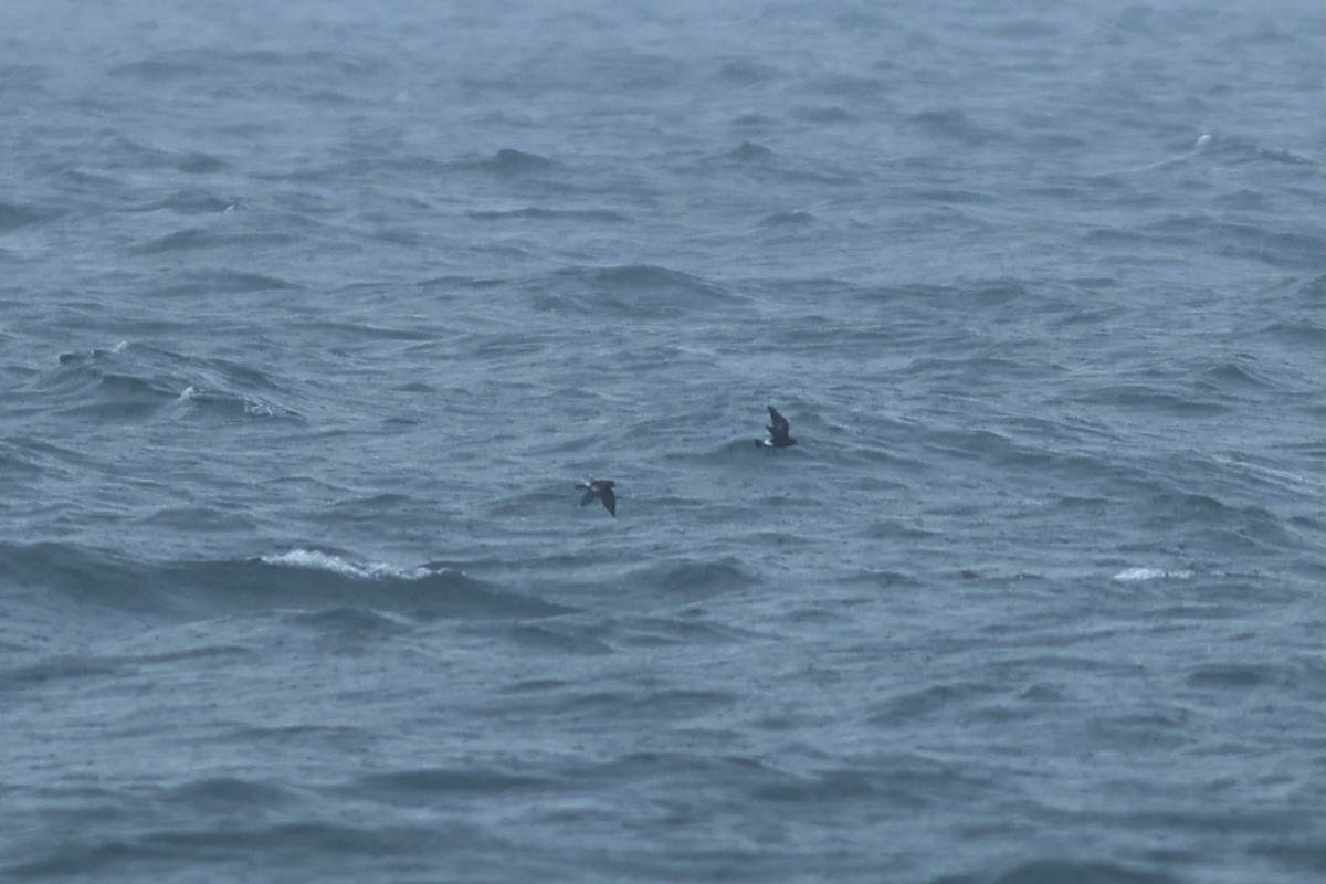 Wilson's Storm-Petrel - ML639859307