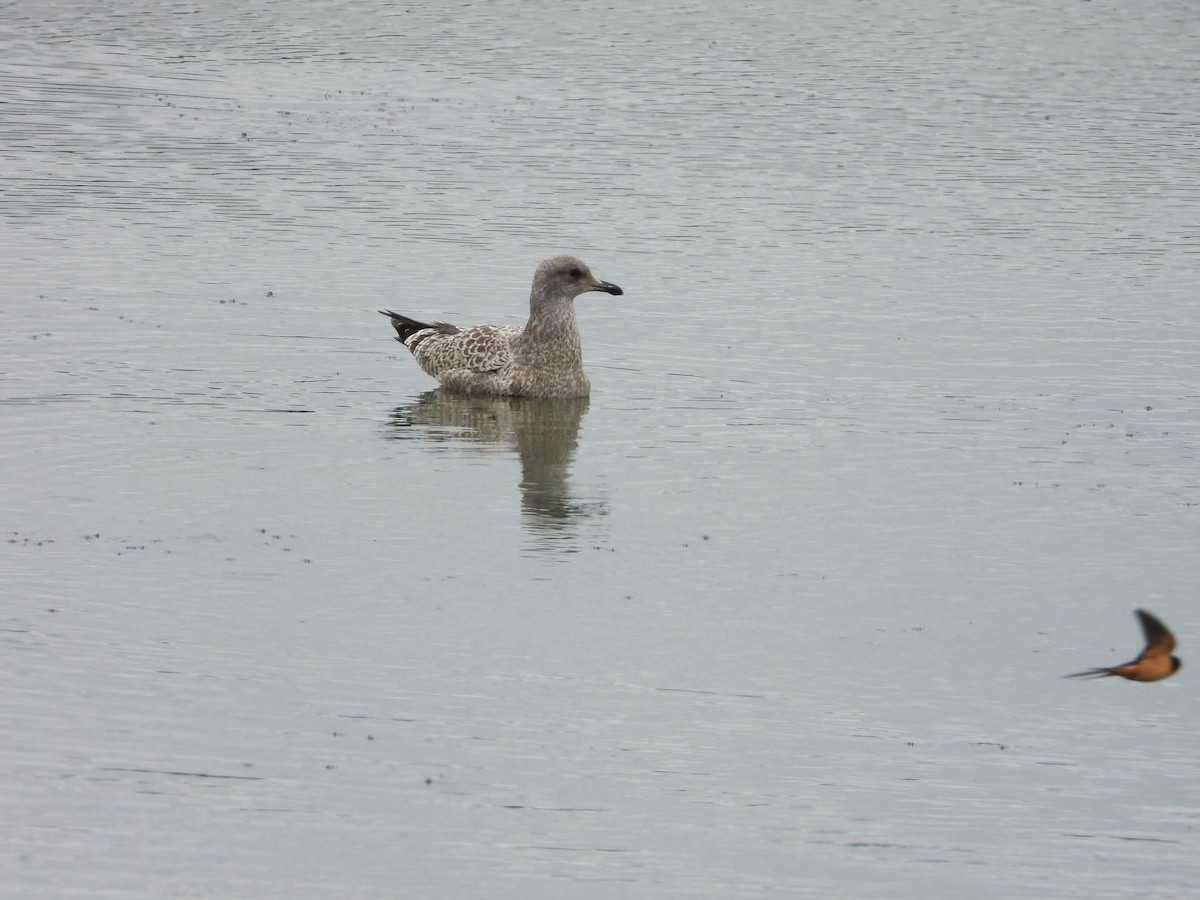 California Gull - ML639859317