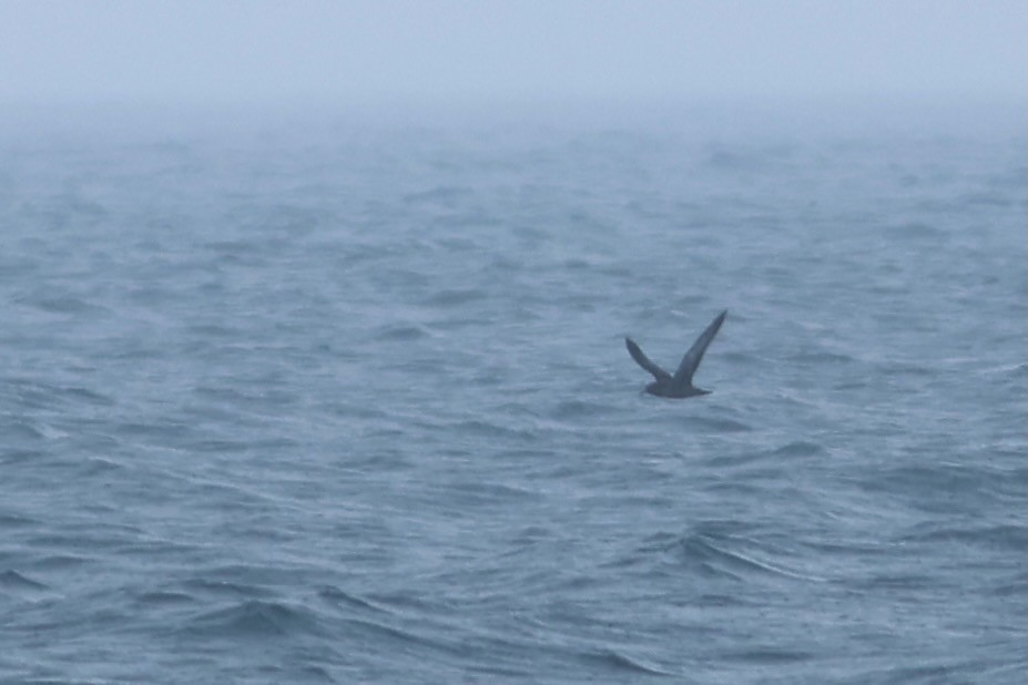 Sooty Shearwater - ML639859318