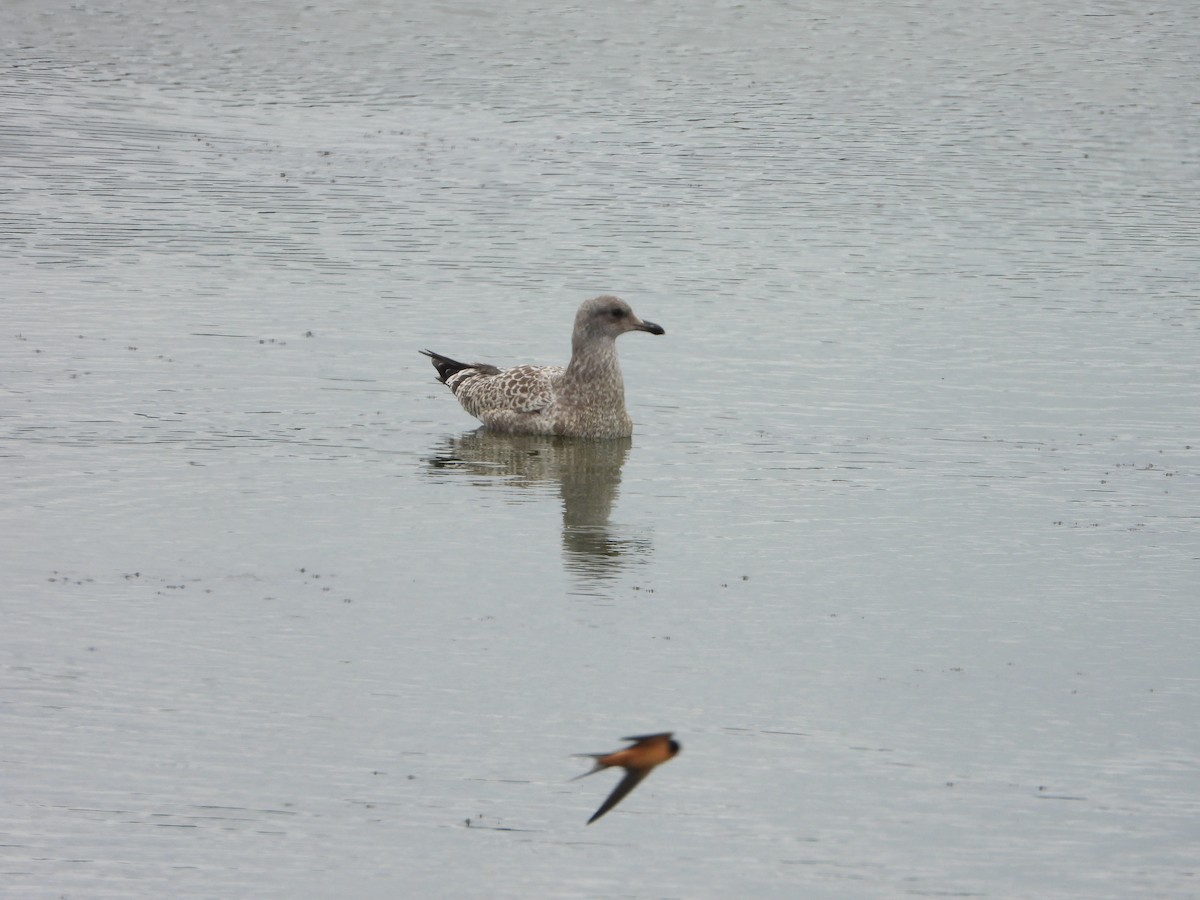 California Gull - ML639859319