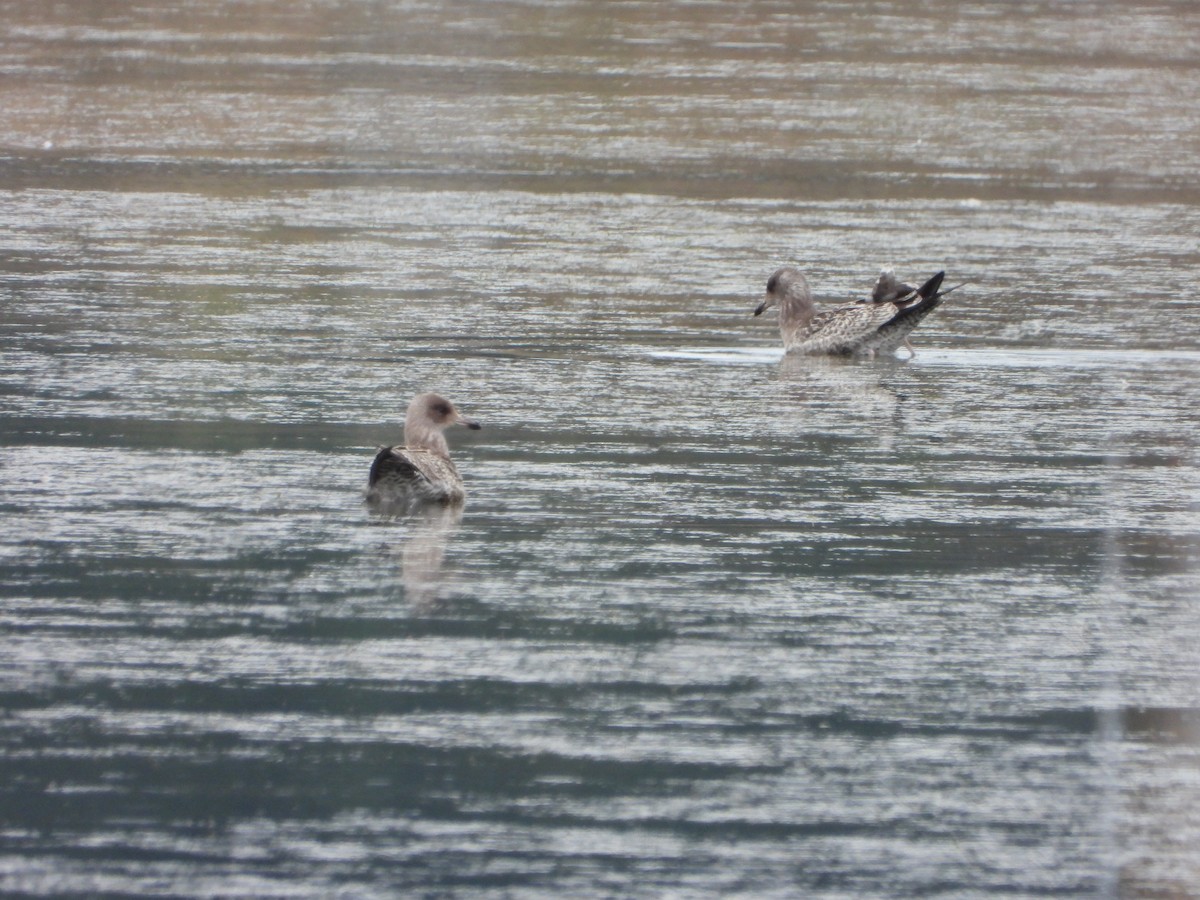California Gull - ML639859323