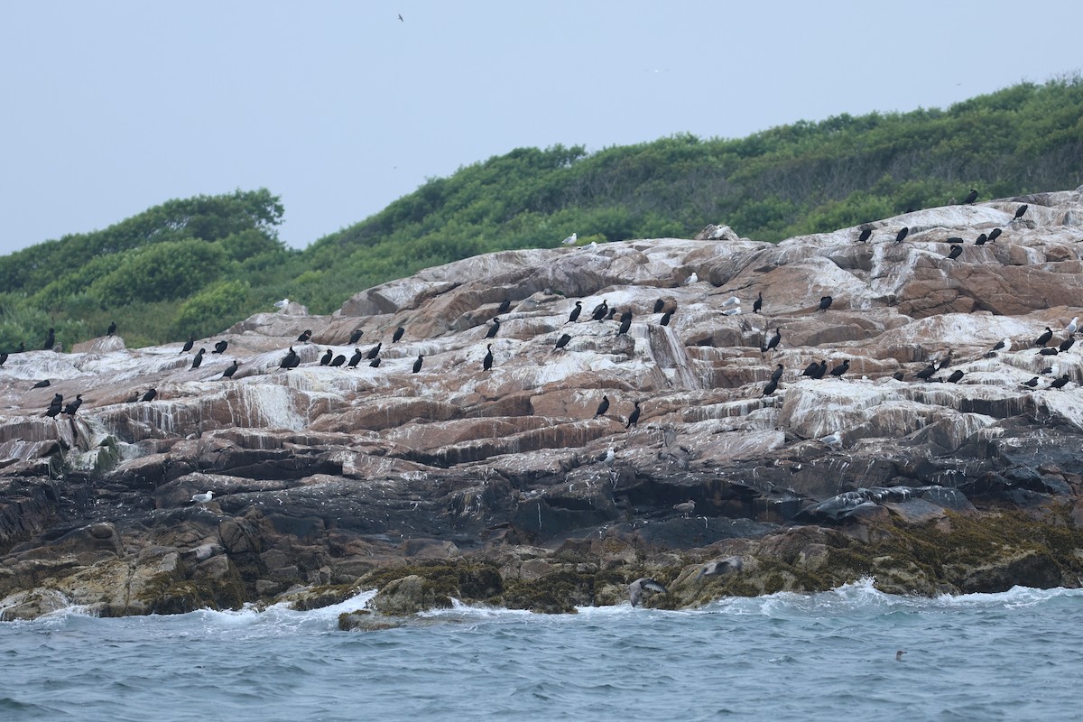 Double-crested Cormorant - ML639859340