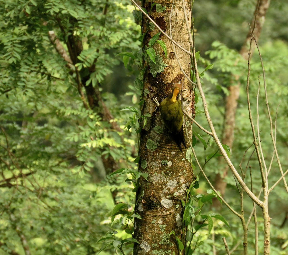 Greater Yellownape - ML639859354