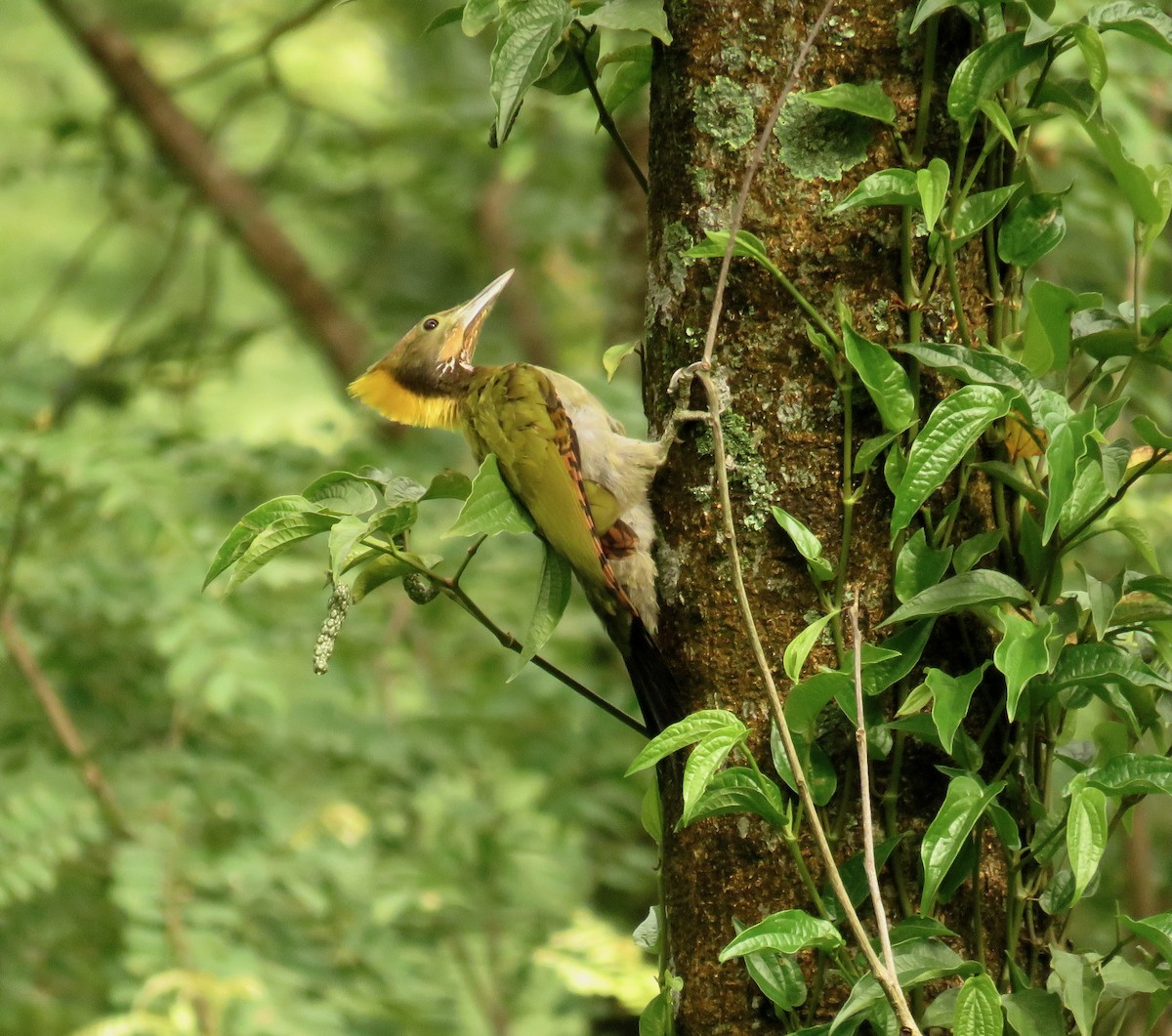 Greater Yellownape - ML639859355