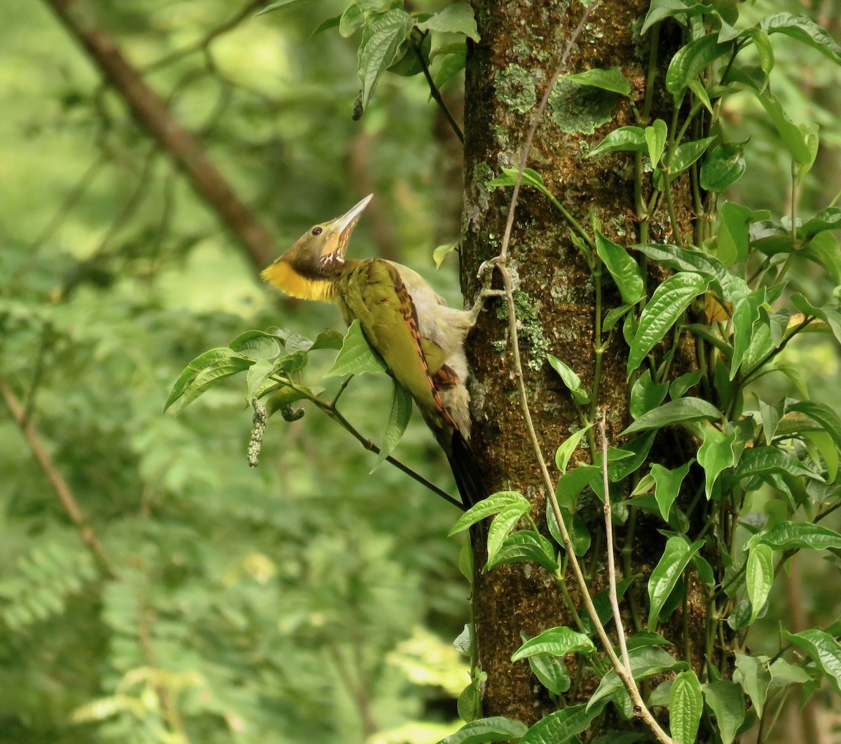 Greater Yellownape - ML639859356