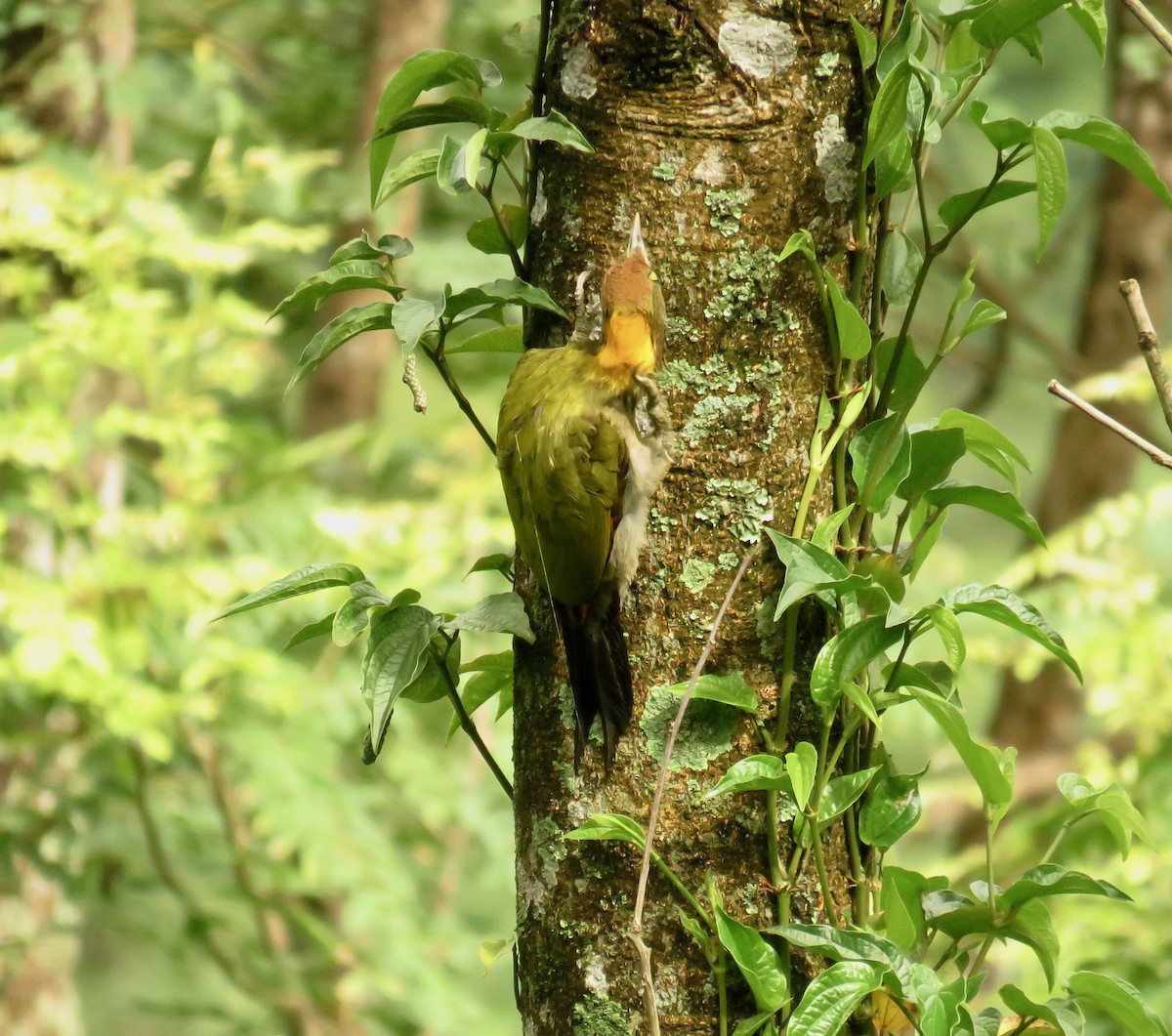 Greater Yellownape - ML639859357