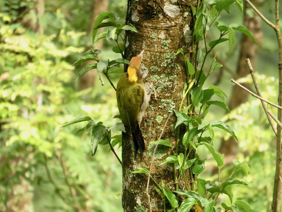 Greater Yellownape - ML639859359