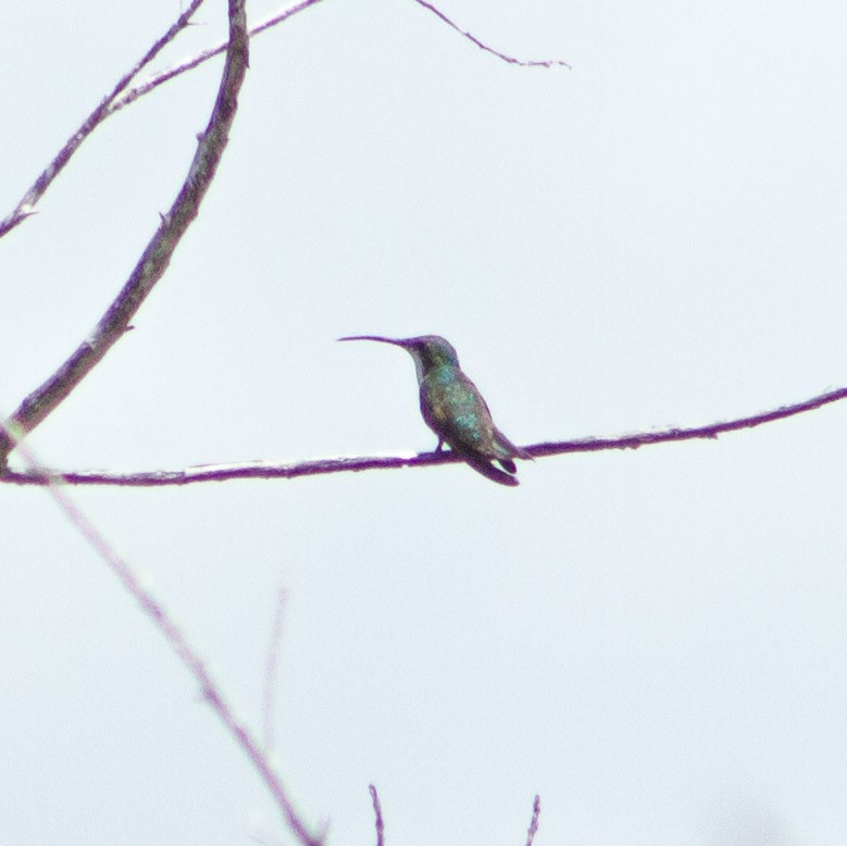 Green-breasted Mango - ML639859385