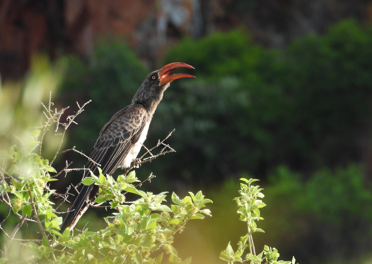 Bradfield's Hornbill - ML639859387