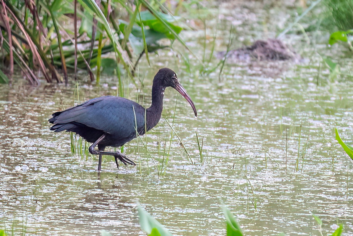 Glossy Ibis - ML639859394
