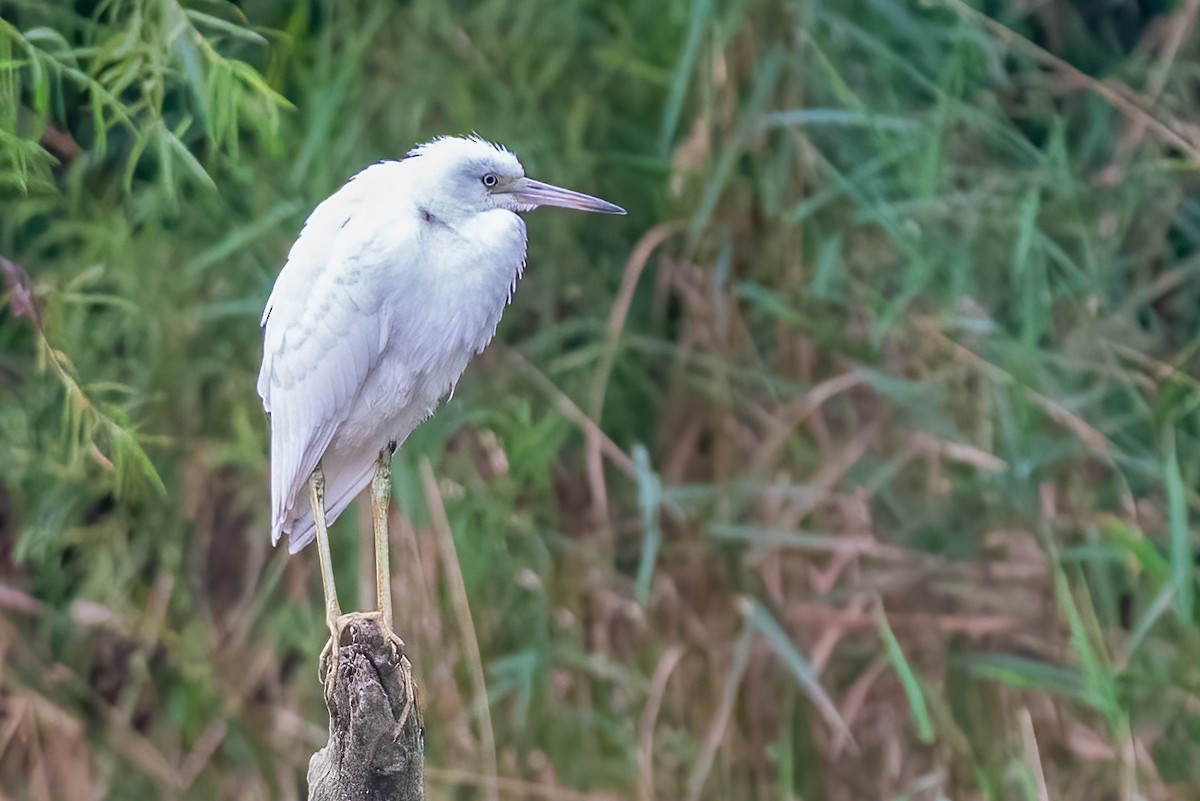 Little Blue Heron - ML639859403