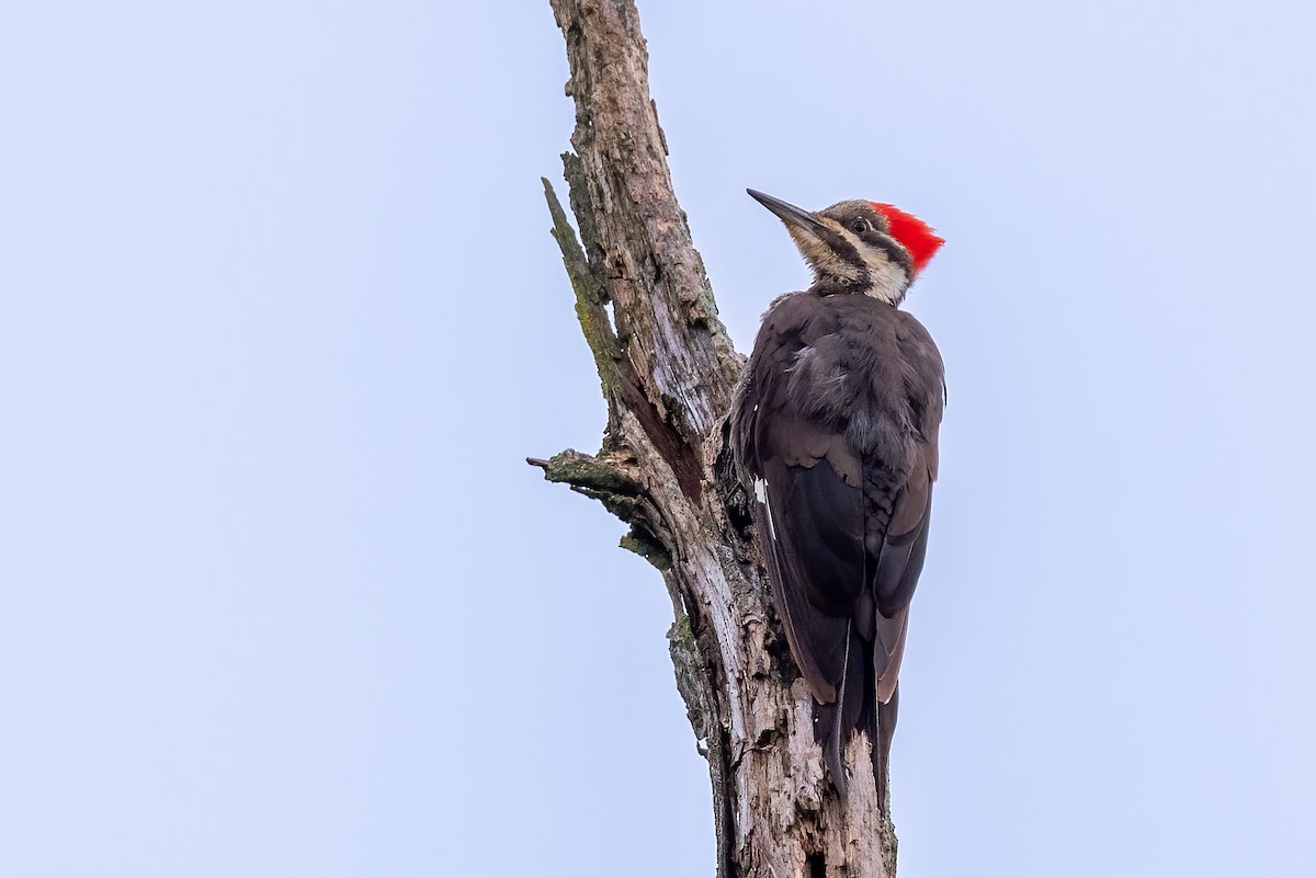 Pileated Woodpecker - ML639859434
