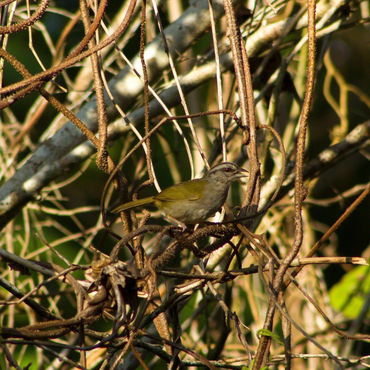 Green-backed Sparrow - ML639859436