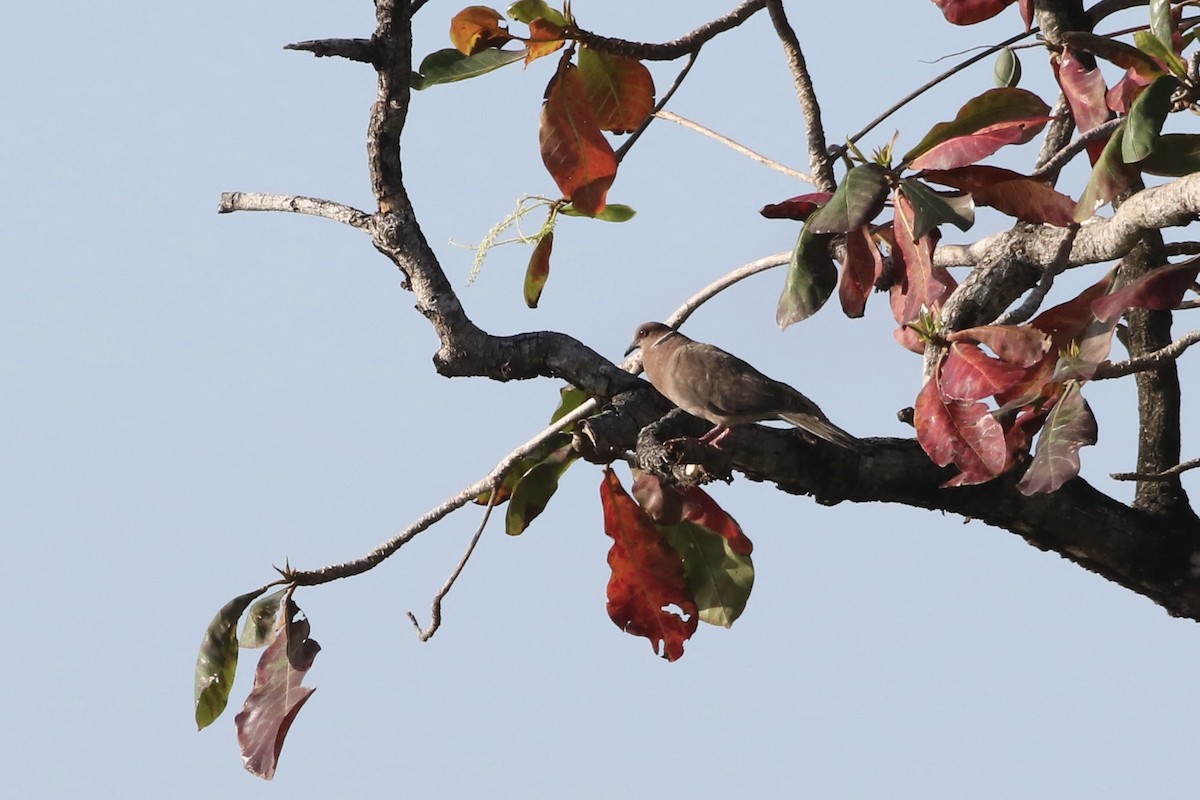 Sunda Collared-Dove - ML639859572