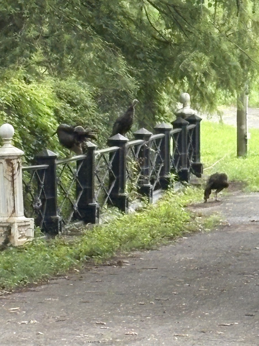 Wild Turkey - ML639859584