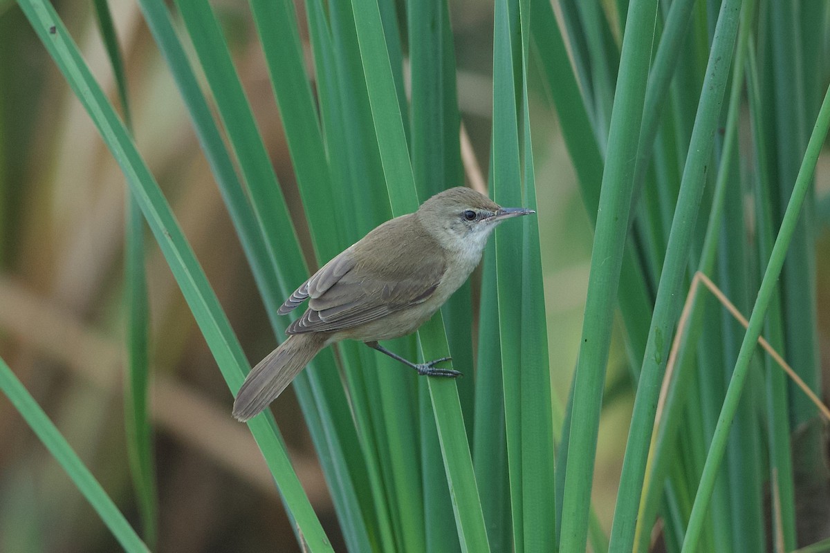 Clamorous Reed Warbler - ML639859651