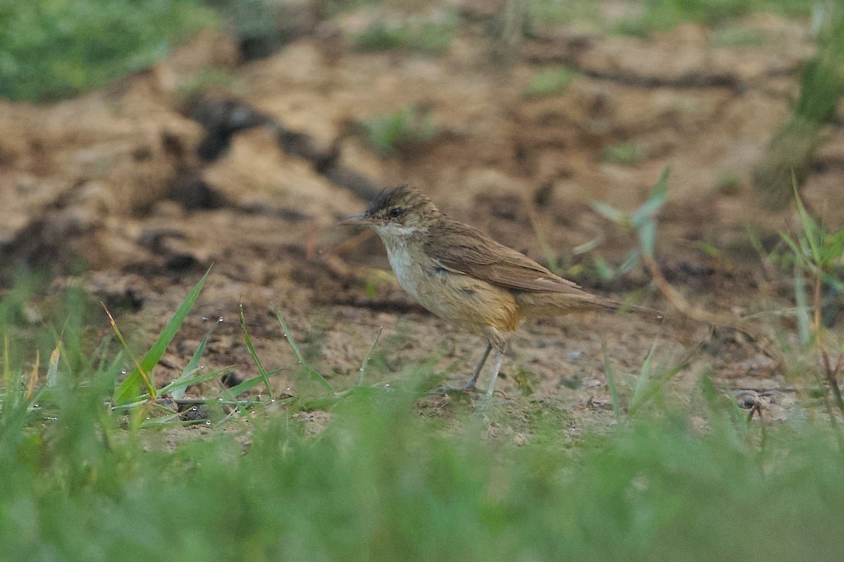 Clamorous Reed Warbler - ML639859669