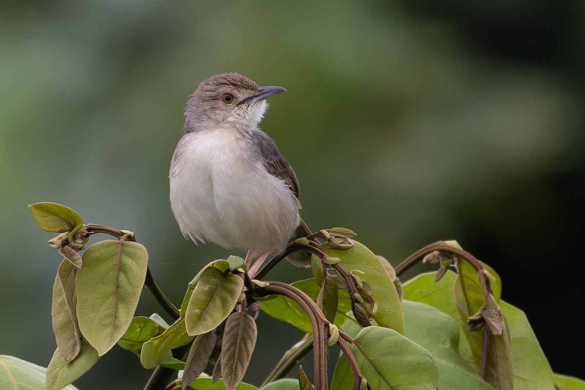 Bubbling Cisticola - ML639859672