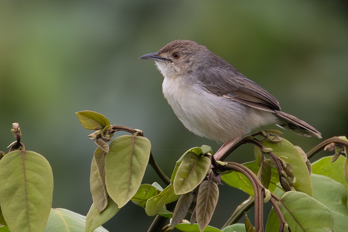 Bubbling Cisticola - ML639859681