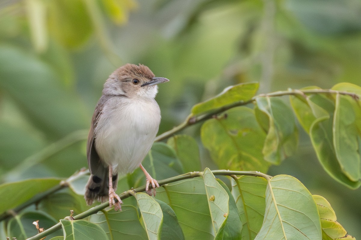 Bubbling Cisticola - ML639859703