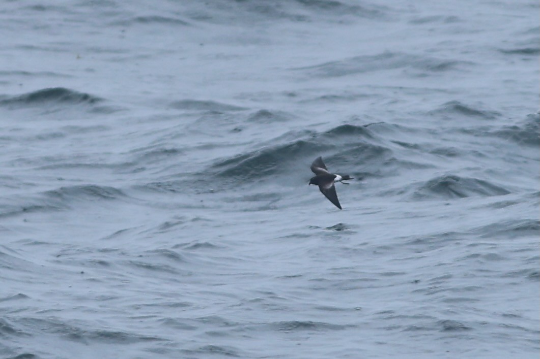 Wilson's Storm-Petrel - ML639859749