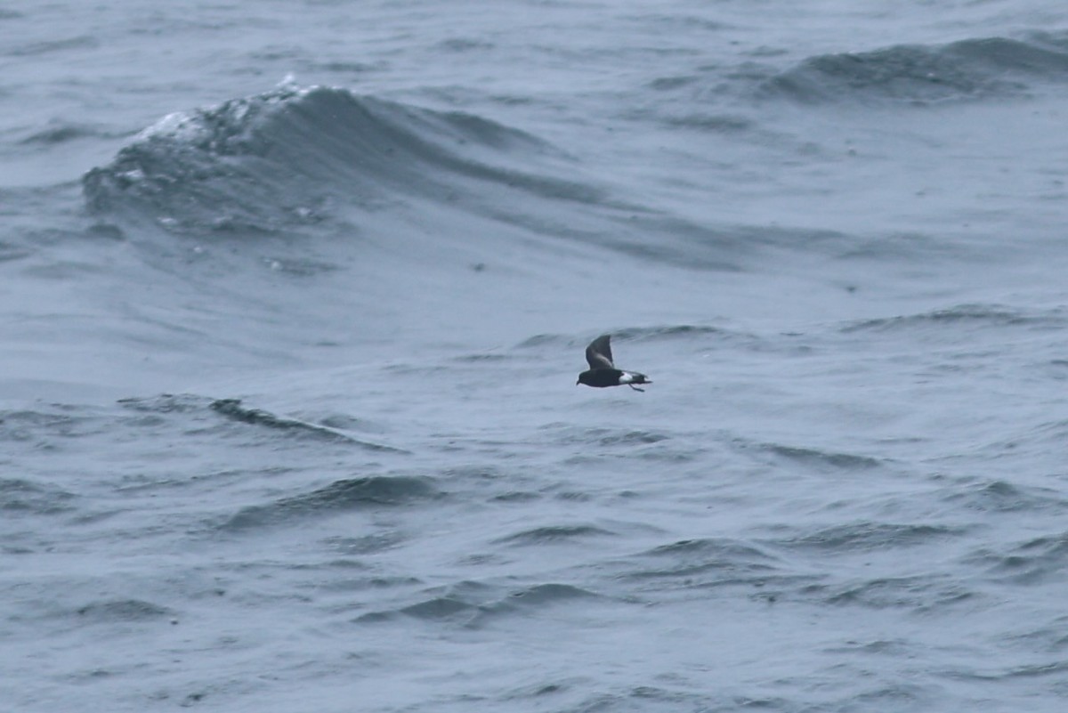 Wilson's Storm-Petrel - ML639859751