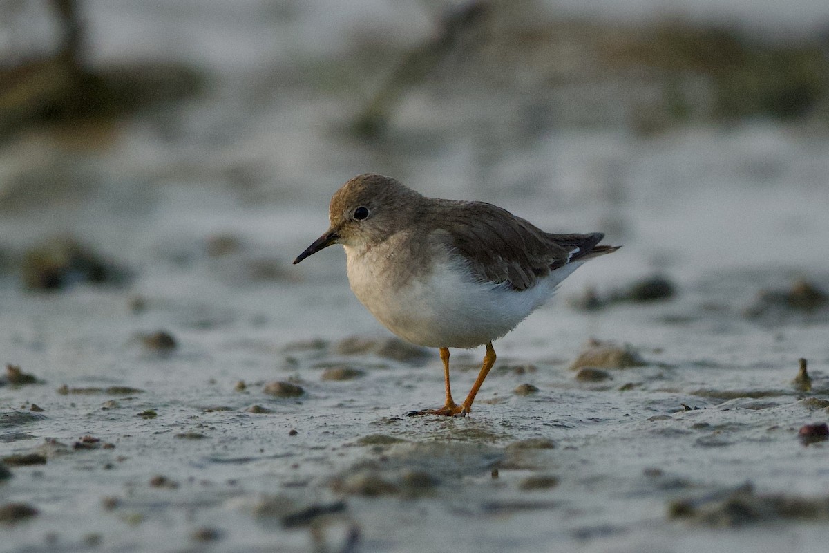 Temminck's Stint - ML639859752