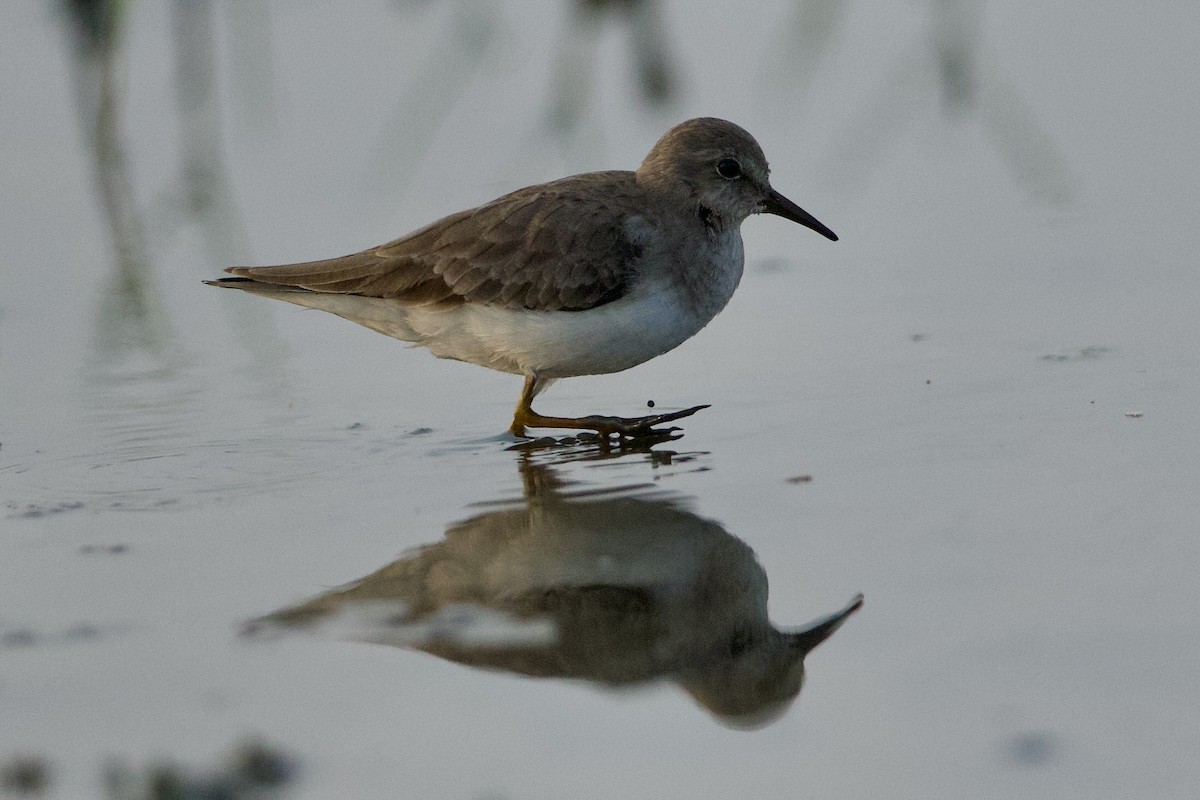 Temminck's Stint - ML639859775
