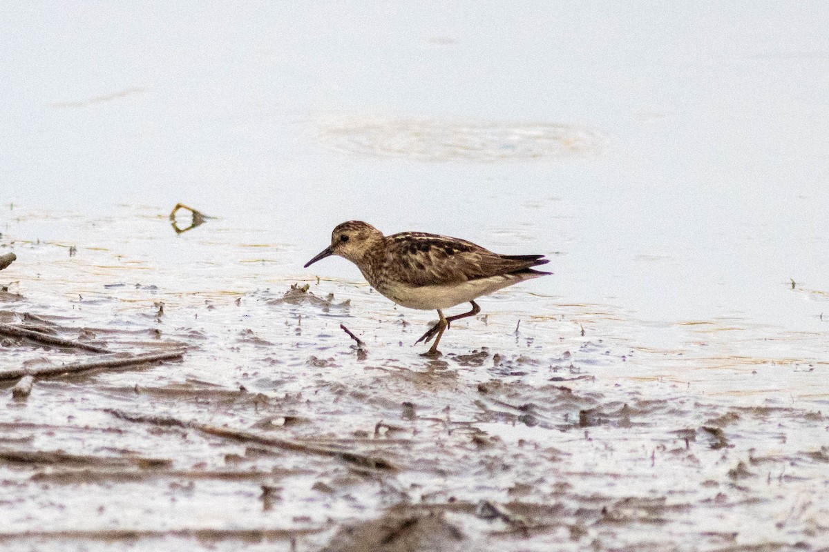 pygmésnipe - ML639859783