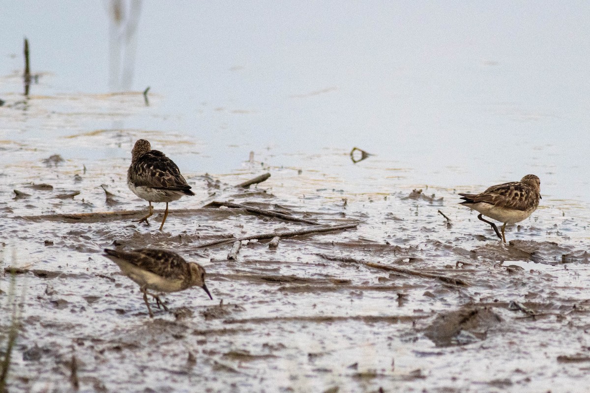 pygmésnipe - ML639859784