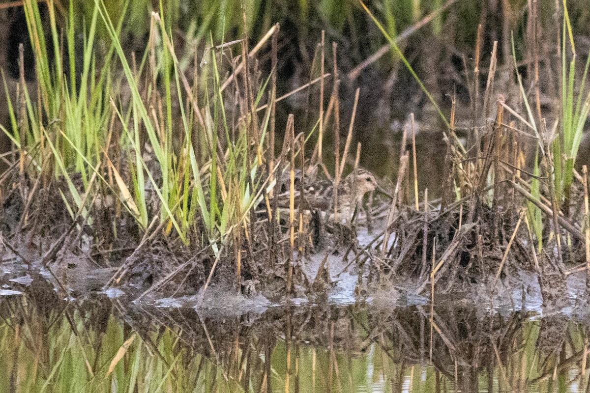 pygmésnipe - ML639859787