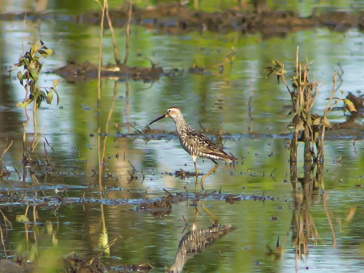 styltesnipe - ML639859794