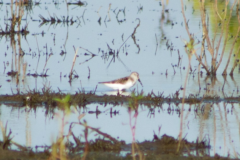 beringsnipe - ML639859813
