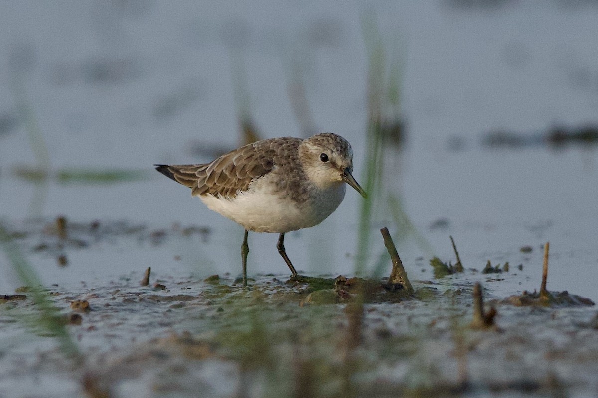 dvergsnipe - ML639859821