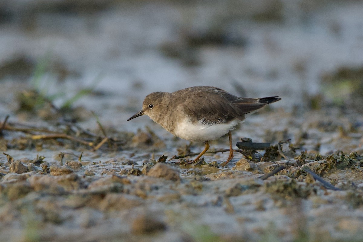Temminck's Stint - ML639859838
