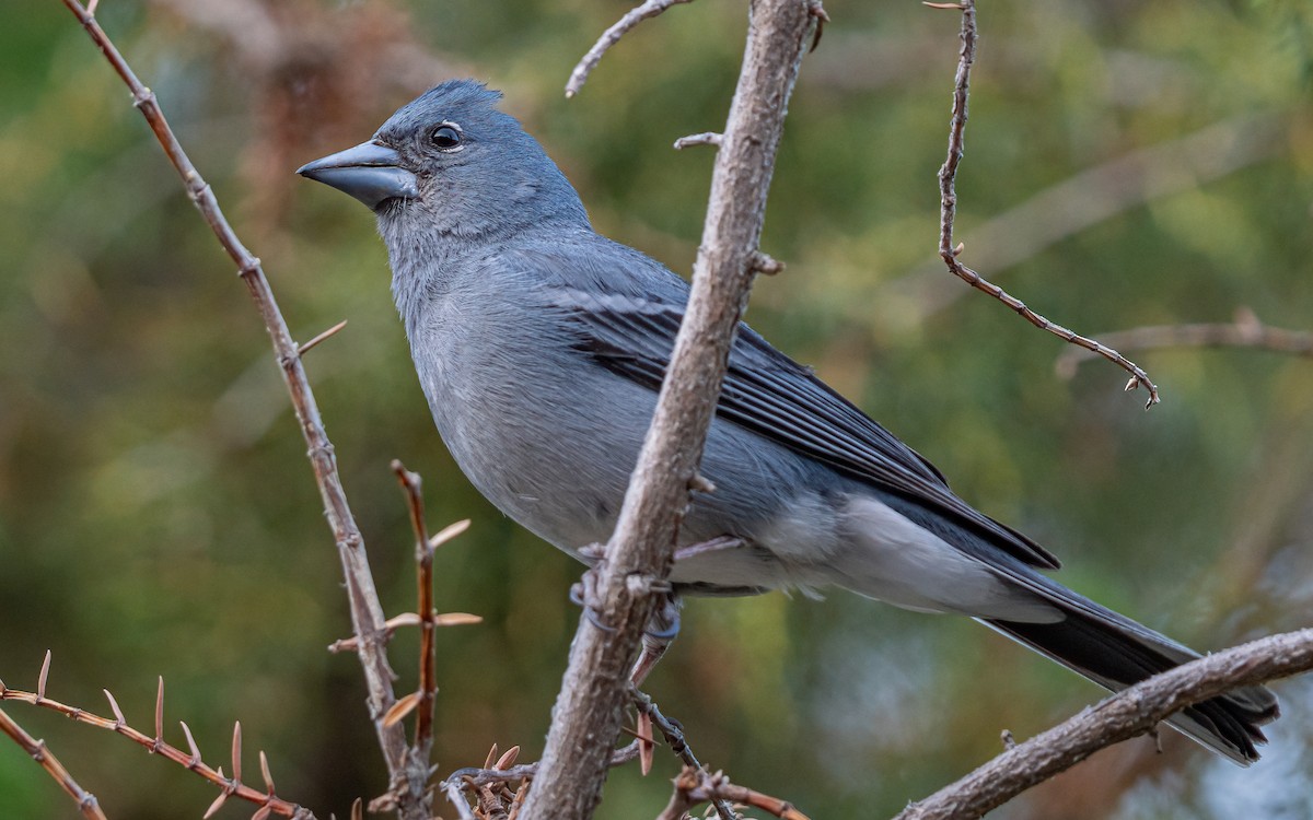 Tenerife Blue Chaffinch - ML639859849