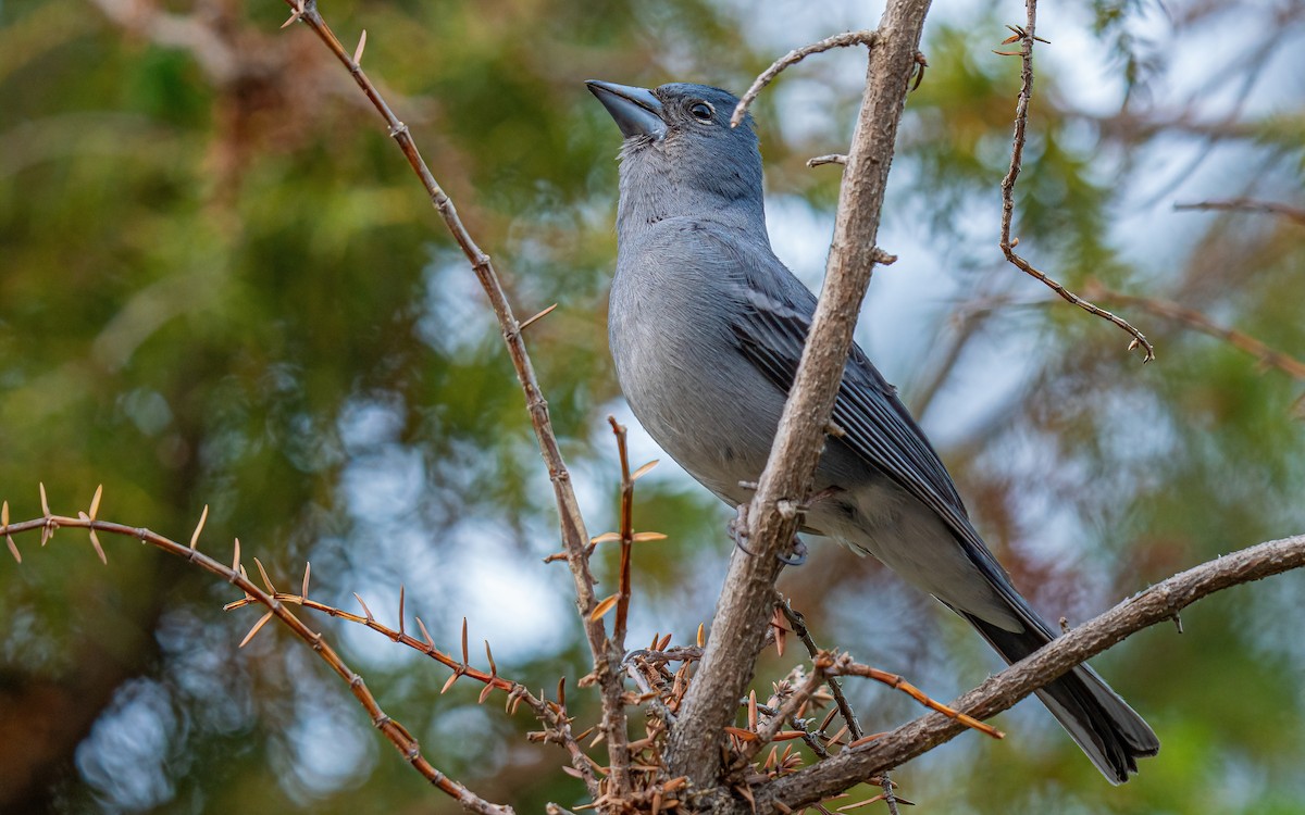 Tenerife Blue Chaffinch - ML639859857