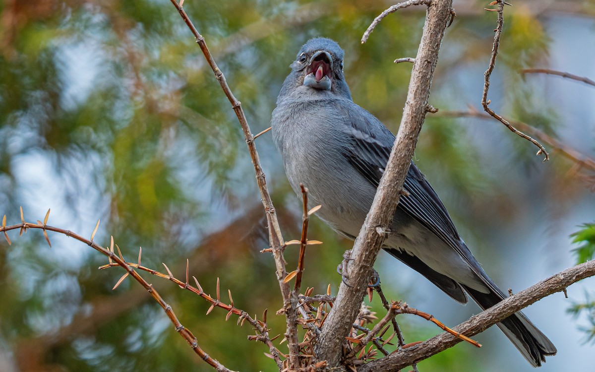Tenerife Blue Chaffinch - ML639859874