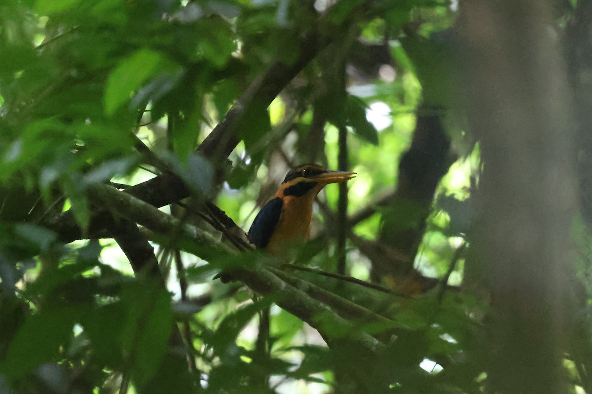 Rufous-collared Kingfisher - ML639859877
