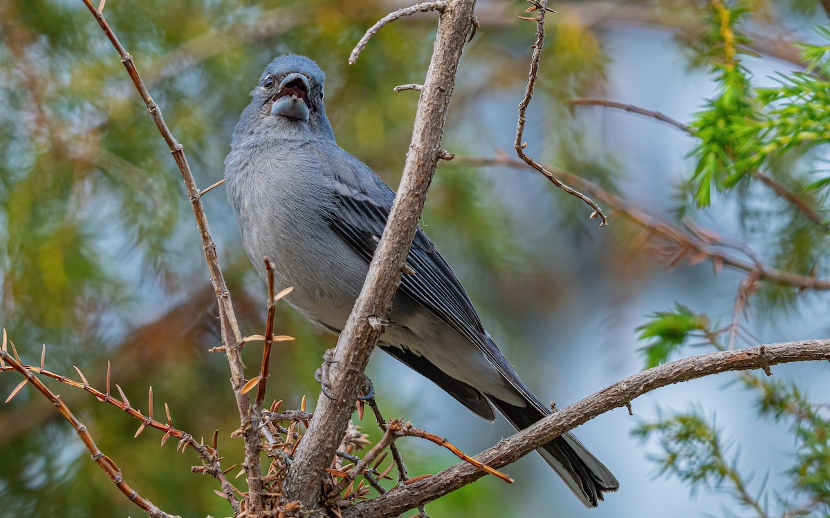 Tenerife Blue Chaffinch - ML639859883