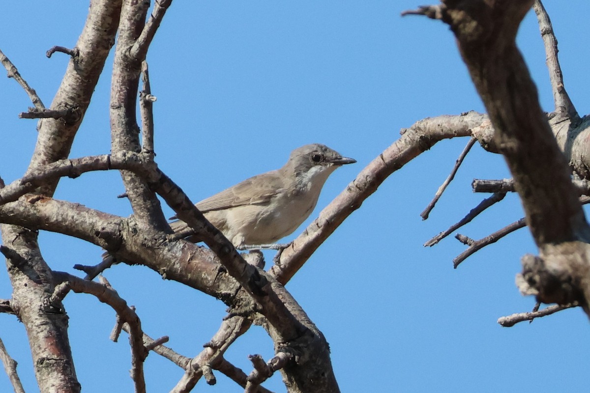 Eastern Orphean Warbler - ML639859885